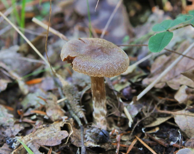 Cortinarius  stemmatus ?